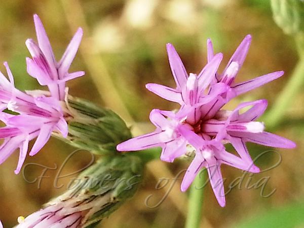 Indian Cornflower